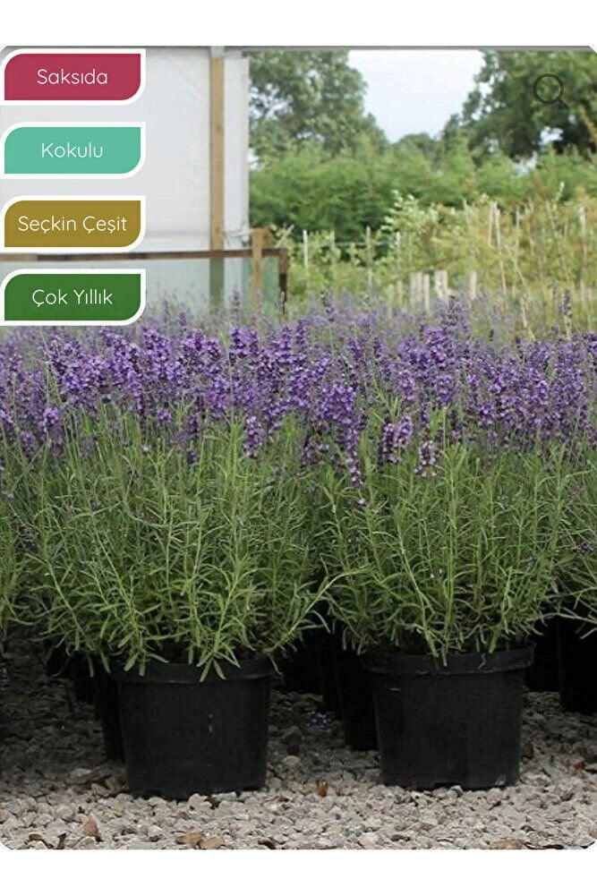 Lavanta Fidanı İngiliz Lavandula angustifolia Hidcote, Saksıda Kokulu, Çiçek Açan, Çalı