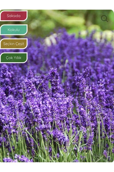 Lavanta Fidanı İngiliz Lavandula angustifolia Hidcote, Saksıda Kokulu, Çiçek Açan, Çalı