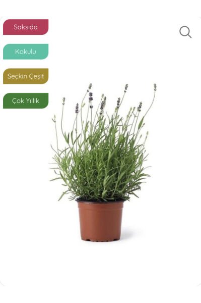 Lavanta Fidanı İngiliz Lavandula angustifolia Hidcote, Saksıda Kokulu, Çiçek Açan, Çalı