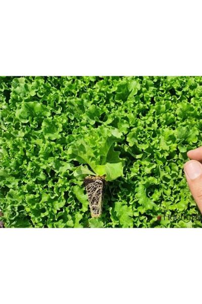 (2 adet )Kivircik fidesi (5-15cm) dikime hazir