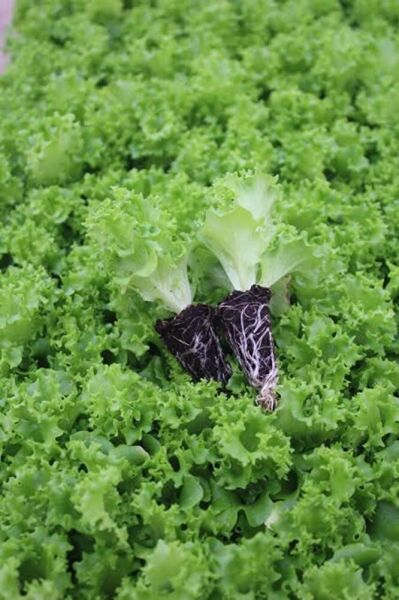 (2 adet )Kivircik fidesi (5-15cm) dikime hazir