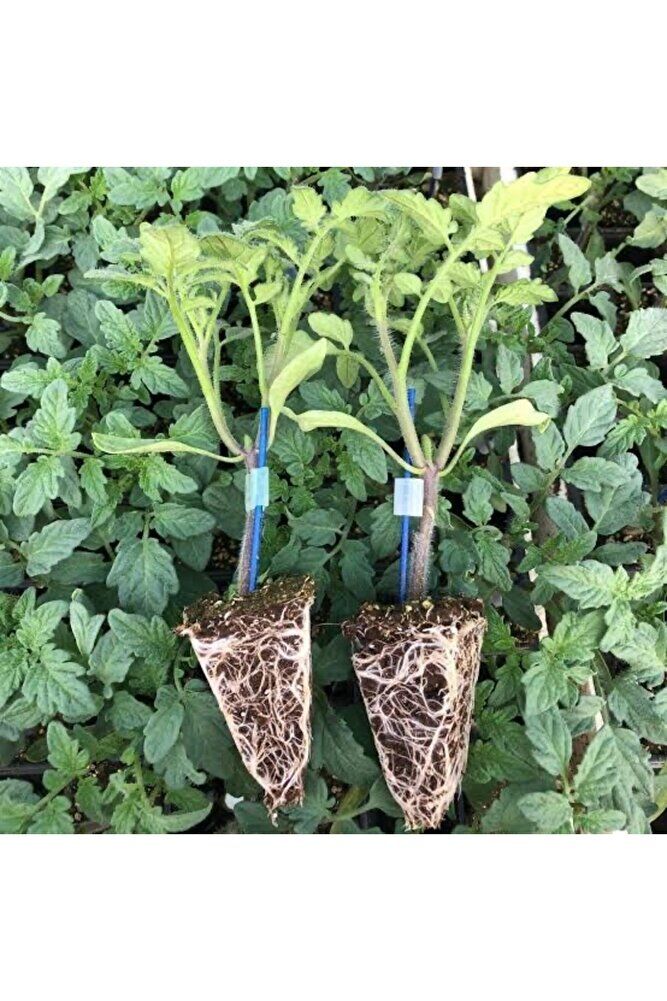 (7 adet) Köy domates fidesi (15-30cm) dikime hazir