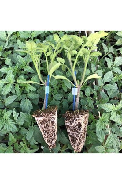 (7 adet) Köy domates fidesi (15-30cm) dikime hazir