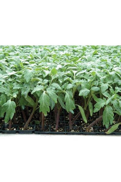 (7 adet) Köy domates fidesi (15-30cm) dikime hazir
