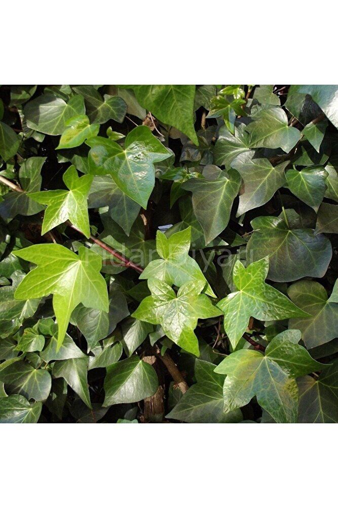 Hedera Sarmaşığı Fidesi - Hedera Helix <35-45 Cm >canlı Bıtkı