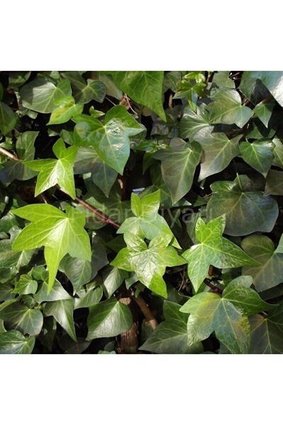 Hedera Sarmaşığı Fidesi - Hedera Helix <35-45 Cm >canlı Bıtkı