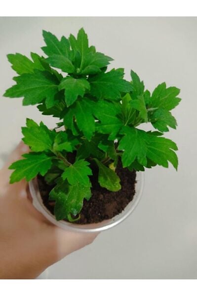 Kasımpatı çiçeği fidesi (10-20 cm ) tomurcuklu