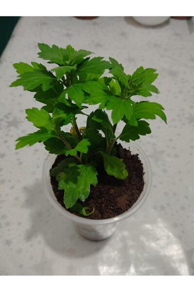 Kasımpatı çiçeği fidesi (10-20 cm ) tomurcuklu