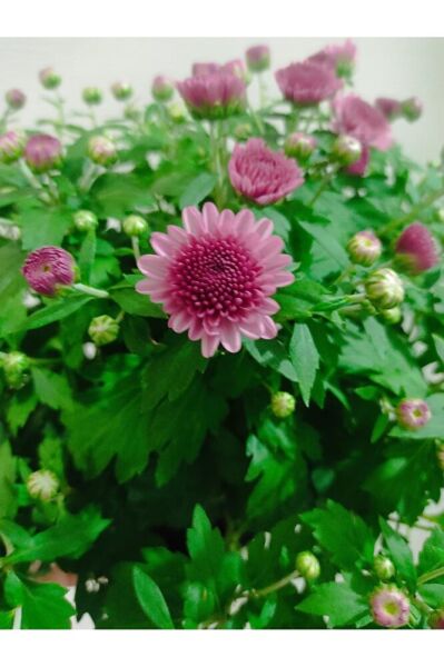 Kasımpatı çiçeği fidesi (10-20 cm ) tomurcuklu