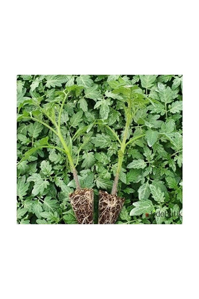 Köy domates fidesi (15-30cm) dikime hazir