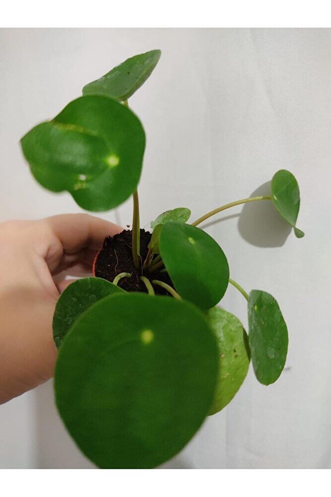 (3 Fide Tek Fiyat ) Pilea Şans Bitkisi -2 Kasımpatı Fıdesı
