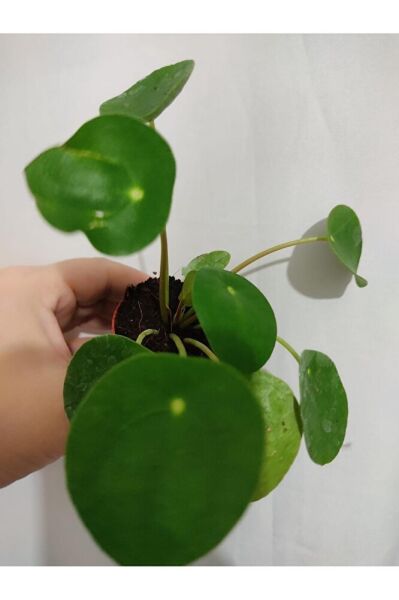 (3 Fide Tek Fiyat ) Pilea Şans Bitkisi -2 Kasımpatı Fıdesı