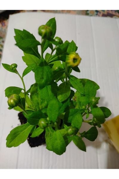 (3 Fide Tek Fiyat ) Pilea Şans Bitkisi -2 Kasımpatı Fıdesı