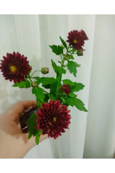 (3 Fide Tek Fiyat ) Pilea Şans Bitkisi -2 Kasımpatı Fıdesı
