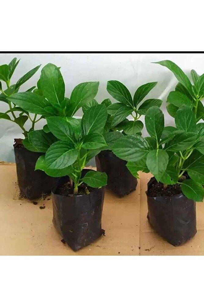 4 Adet Ortanca Fidesi (15-30CM) Karisik Renk