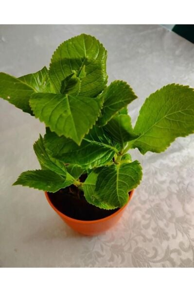 4 Adet Ortanca Fidesi (15-30CM) Karisik Renk