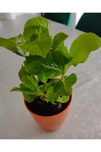 4 Adet Ortanca Fidesi (15-30CM) Karisik Renk