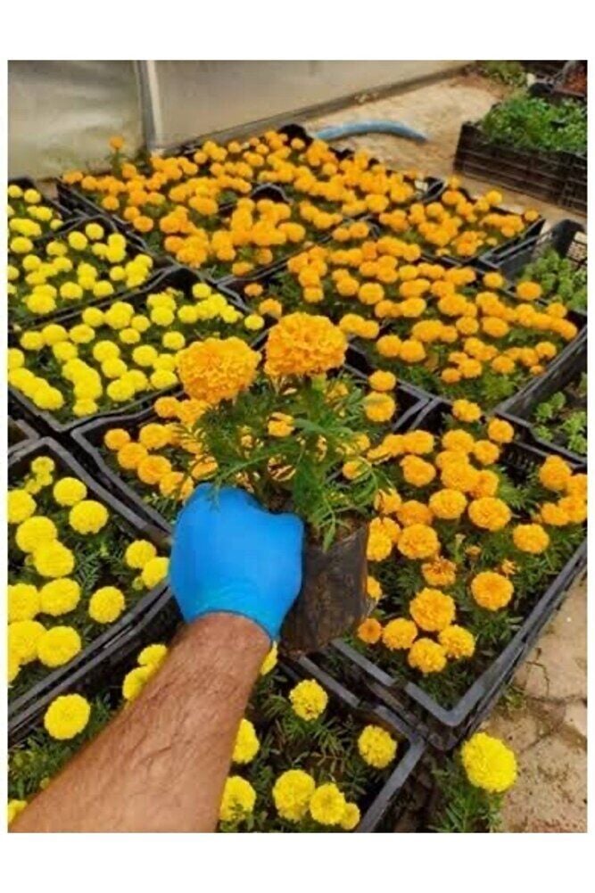 2adet Kadife çicegi fidesi  (15-30cm) dikime hazir (sari ve turuncu)