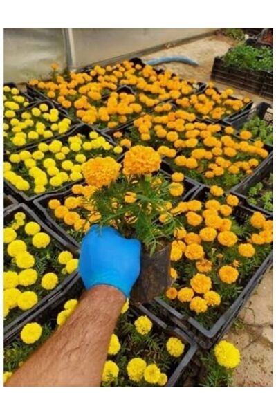 2adet Kadife çicegi fidesi  (15-30cm) dikime hazir (sari ve turuncu)