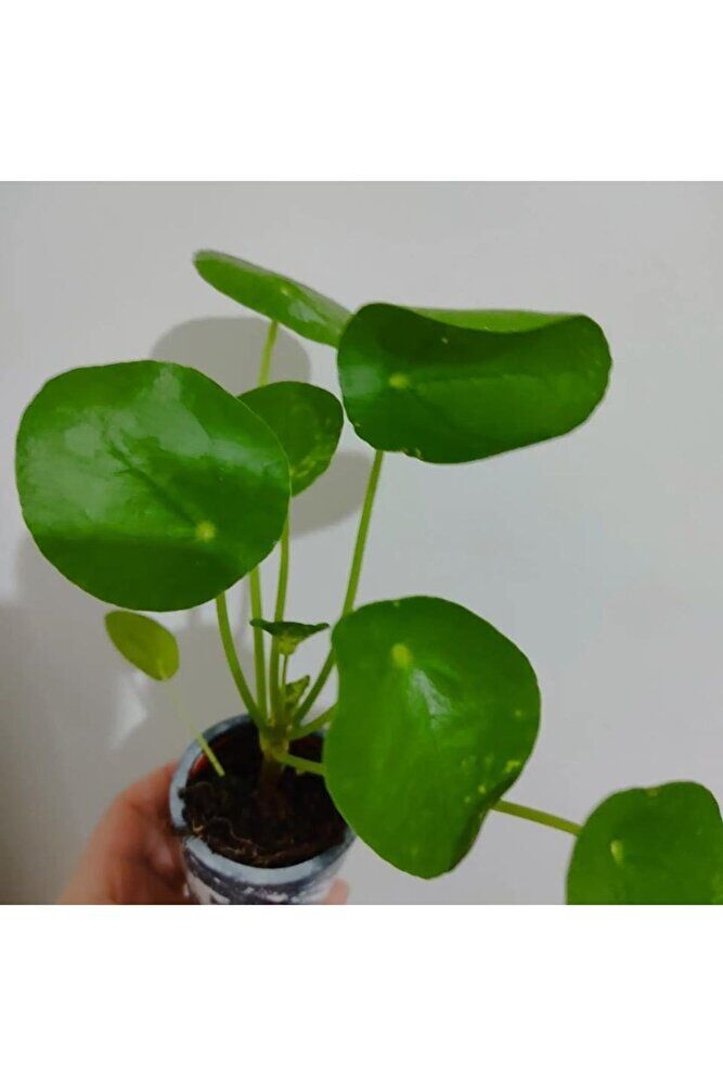 Pilea bitkisi fidesi +seramik saksi (15-25cm) dolgun form 1 adet