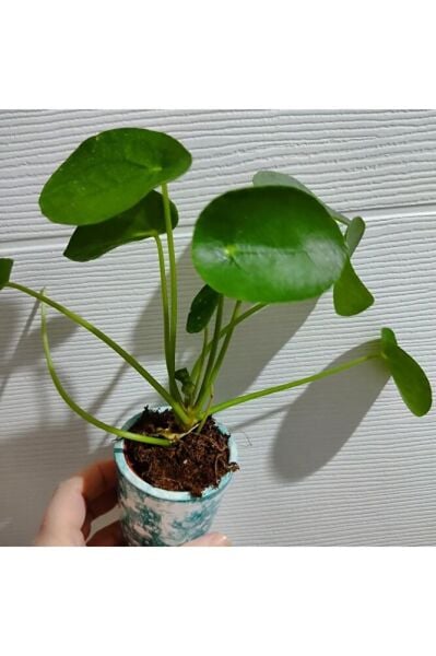 Pilea bitkisi fidesi +seramik saksi (15-25cm) dolgun form 1 adet