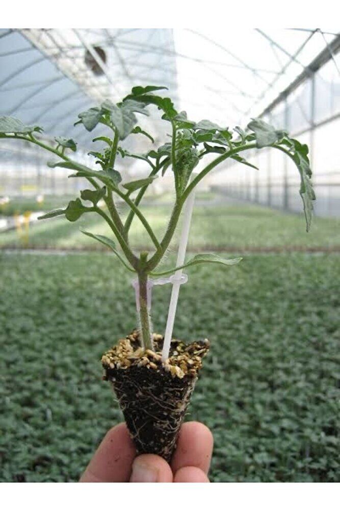 (3adet )Çelikli domates fidesi (15-25cm)