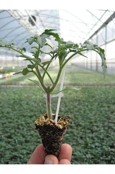 (3adet )Çelikli domates fidesi (15-25cm)
