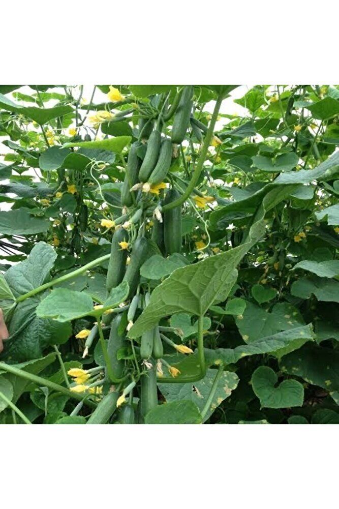 (5adet) Salatalik fidesi (15-25cm ) dikime hazir