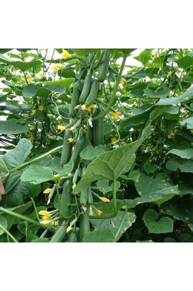 (5adet) Salatalik fidesi (15-25cm ) dikime hazir