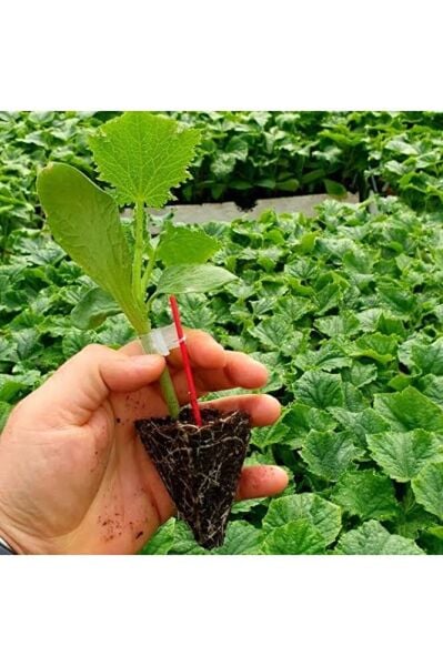 (5adet) Salatalik fidesi (15-25cm ) dikime hazir