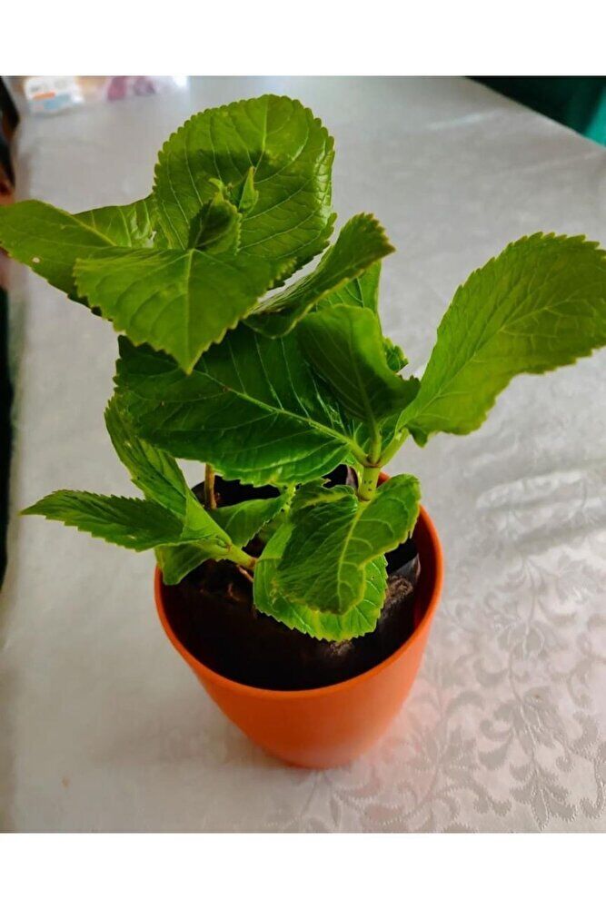 Ortanca Fidesi (40-60 Cm )buyuk Boy Karisik Renk Tek Adet