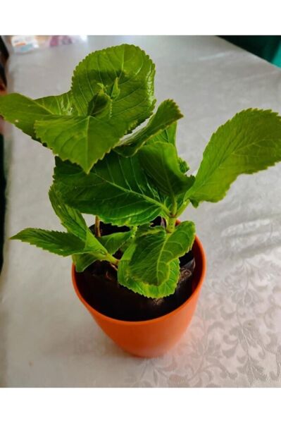 Ortanca Fidesi (40-60 Cm )buyuk Boy Karisik Renk Tek Adet