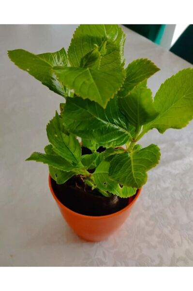 Ortanca Fidesi (40-60 Cm )buyuk Boy Karisik Renk Tek Adet