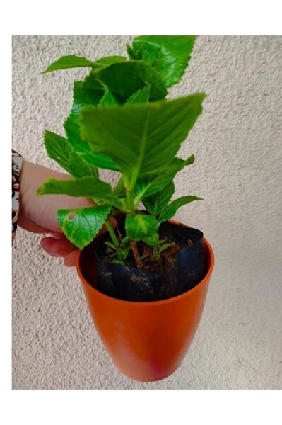 Ortanca Fidesi (40-60 Cm )buyuk Boy Karisik Renk Tek Adet