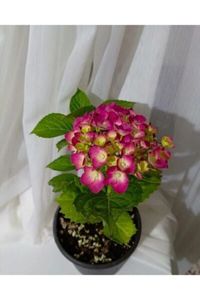 Ortanca Fidesi (40-60 Cm )buyuk Boy Karisik Renk Tek Adet