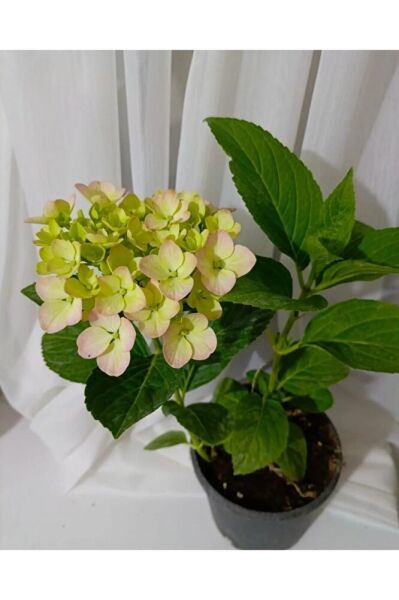 Ortanca Fidesi (40-60 Cm )buyuk Boy Karisik Renk Tek Adet