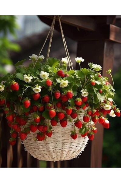 Çilek fidesi 5 adet (7 veren ) köklü topraklı dikime hazir