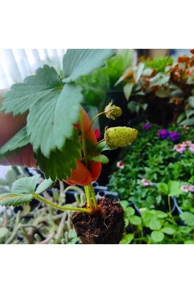 Çilek fidesi 5 adet (7 veren ) köklü topraklı dikime hazir