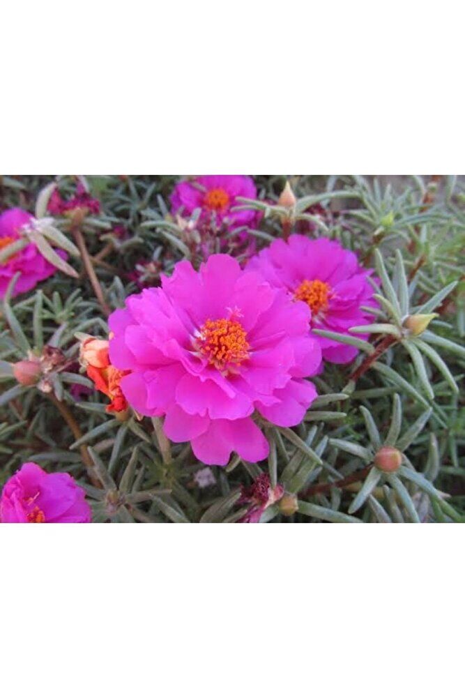 (10 Adet )ipek Cicegi Fidesi -izmir Ipegi Cicegi (15-35CM) Mor Renk Bitki-mezar Cicek Tomurcuklu